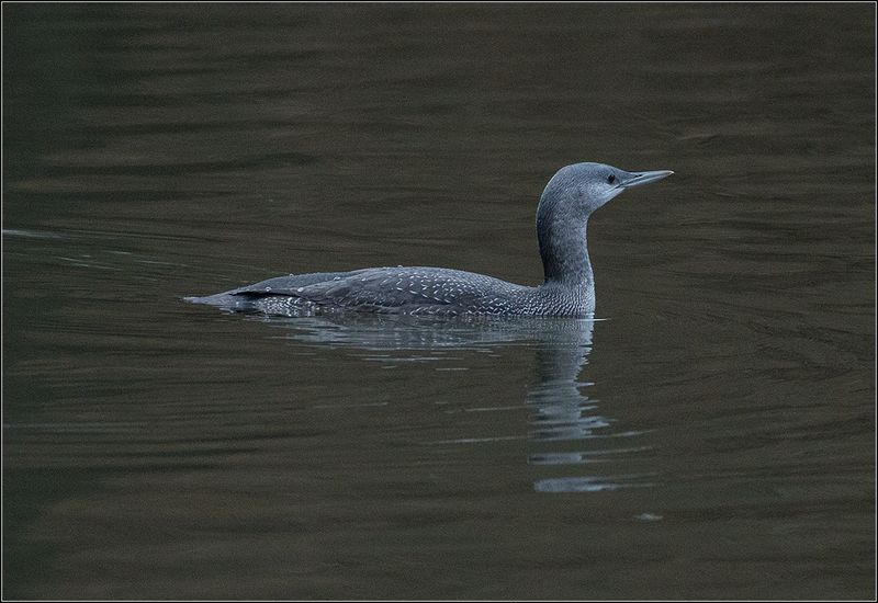 москва, парк, гагара *******photo preview