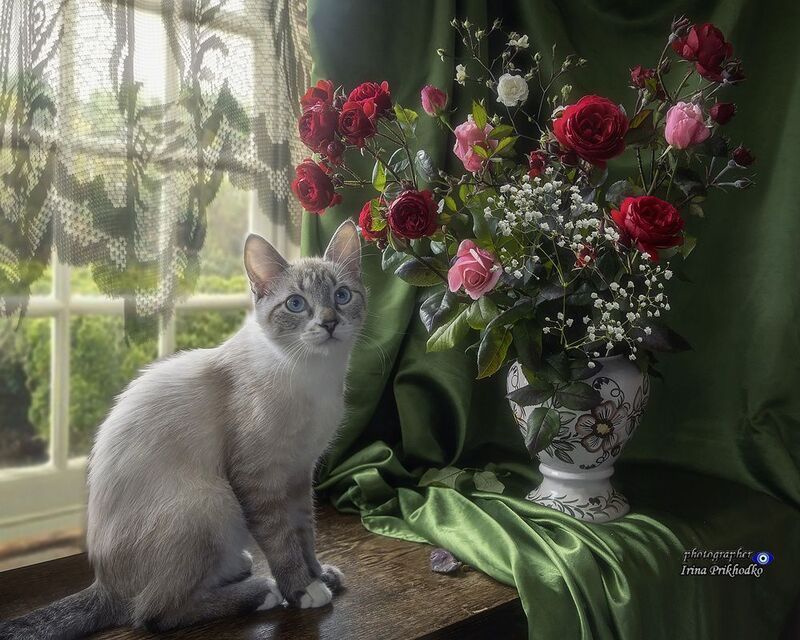 натюрморт, цветы, букеты, розы, осенние садовые розы, кошки, Охос Азулес, питомцы Айс с букетом октябрьских садовых розphoto preview