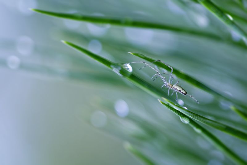 макро, паук, spider, macro Шаги по утренней свежести фото превью