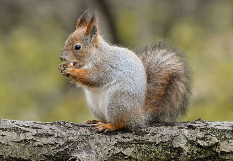 Хомячим)photo preview