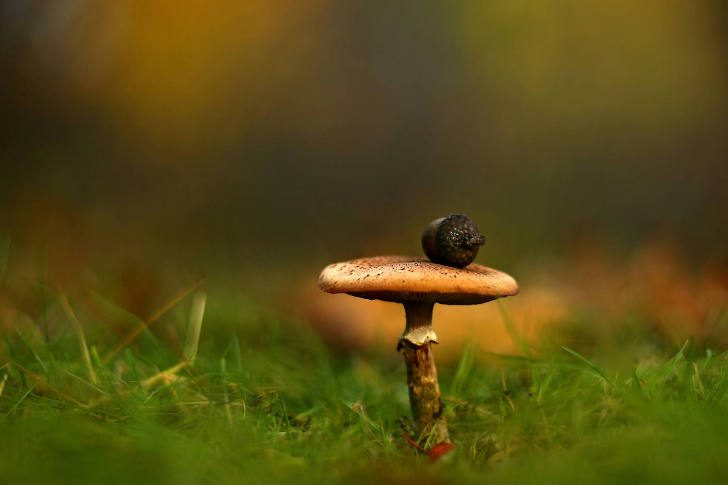 , Колобошников Эдуард