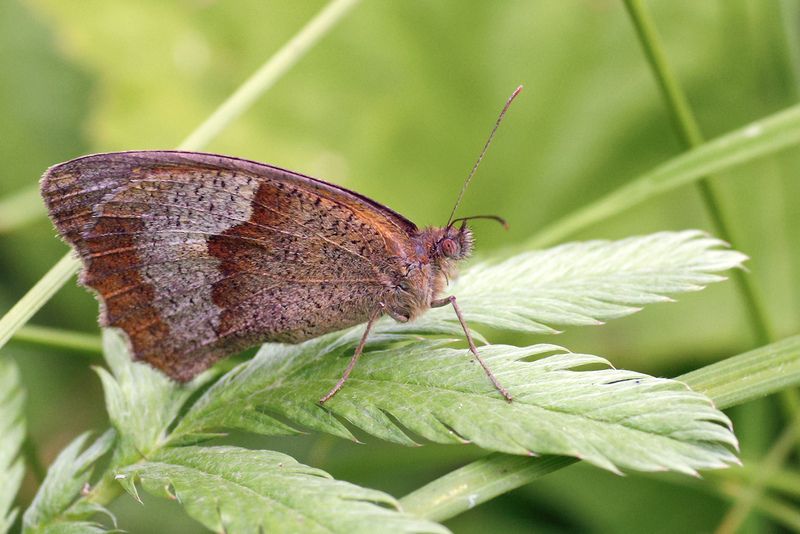 бабочка, воловий глаз, бархатница волоокая, крупноглазка воловий глаз, maniola jurtina Бархатница волоокаяphoto preview