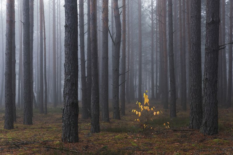 Последний штрих осениphoto preview