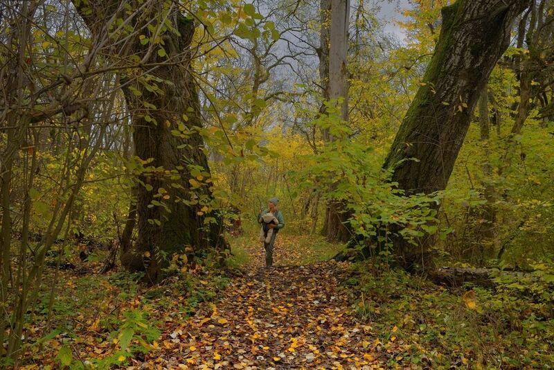 осень листва утро лес Осеньphoto preview