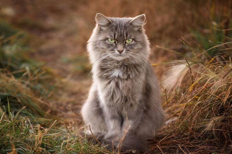 кошка Bad girlphoto preview