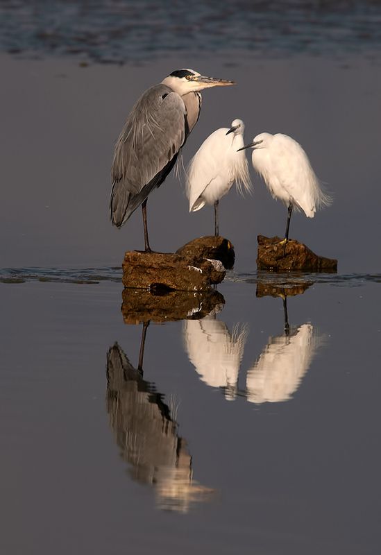 grey heron, little egret, heron, egret, израиль, дикие птицы, cерая цапля, малая белая цапля, цапля Grey heron & Little Egrets  -Cерая цапля и Малые Белые Цаплиphoto preview