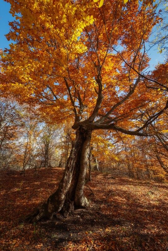 крым, осень, демерджи, лес Причудливые буки Южной Демерджиphoto preview
