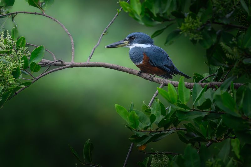 Ringed Kingfisher (m)photo preview