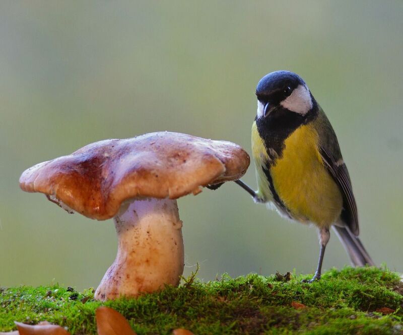 рядовка тополевая, tricholoma populinum, большая синица, parus major, большой пёстрый дятел, dendrocopos major, вёшенка устричная, pleurotus ostreatus, По грибыphoto preview