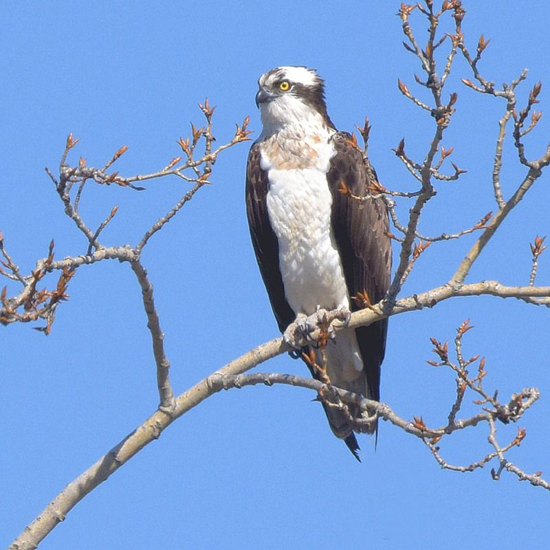 скопа, любимая присада,передых Редкие минуты отдыха скопы.photo preview