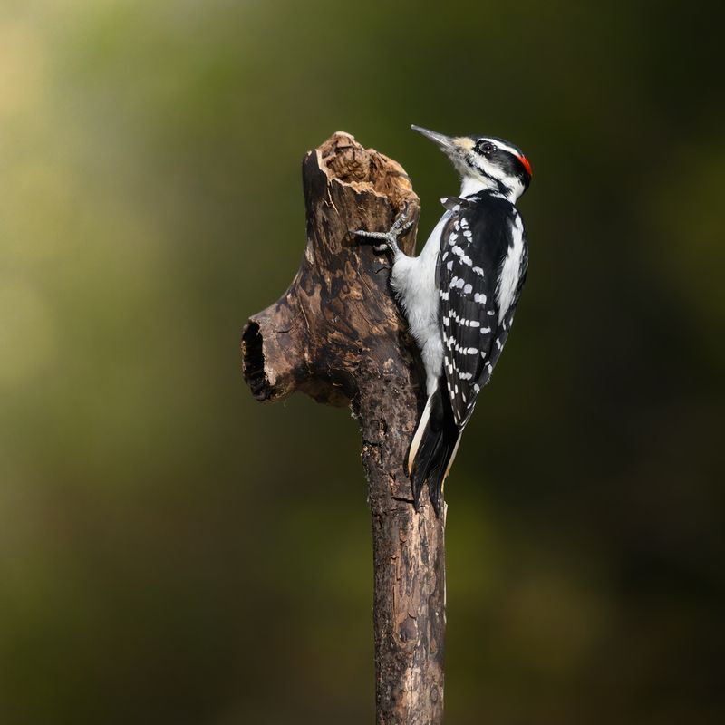 Hairy Woodpecker (m)photo preview