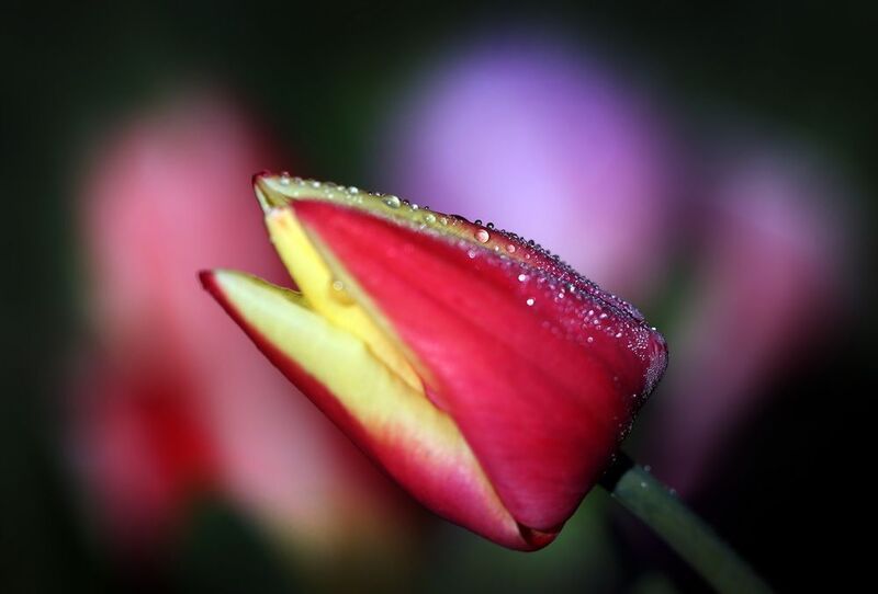 тюльпаныphoto preview