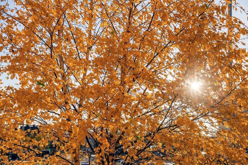 Ноябрьphoto preview