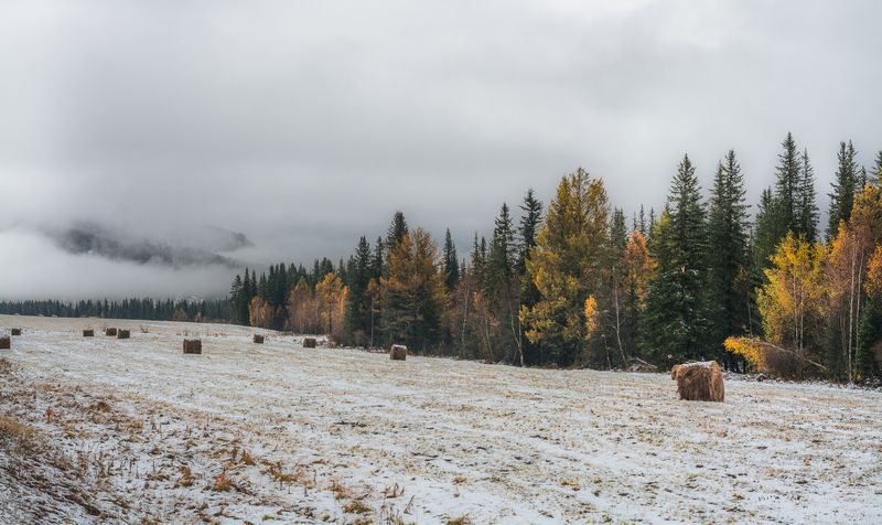 россия, горный алтай,осень, луг, поле, рулоны сена, первый снег, туман, конец сентября Припорошилоphoto preview