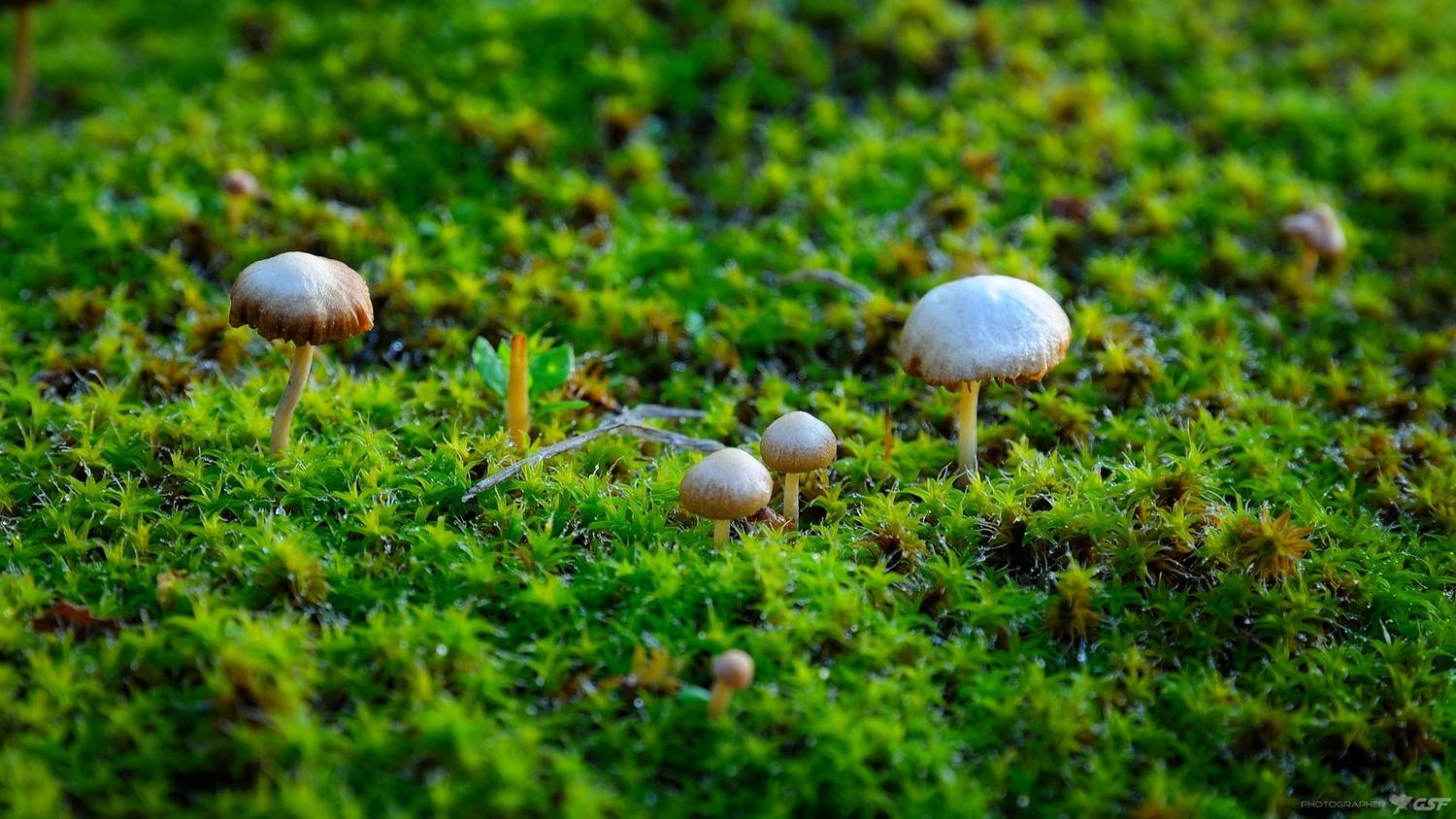 мох грибы природа макро, Serj Master