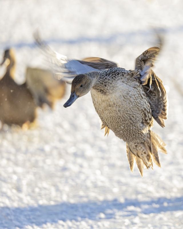 шилохвость, утка, птицы Шилохвостьphoto preview