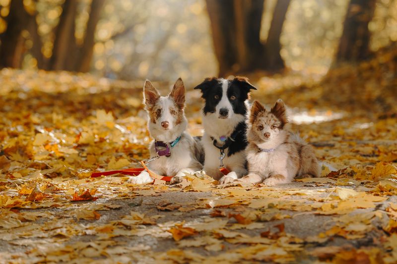 Золотая осеньphoto preview