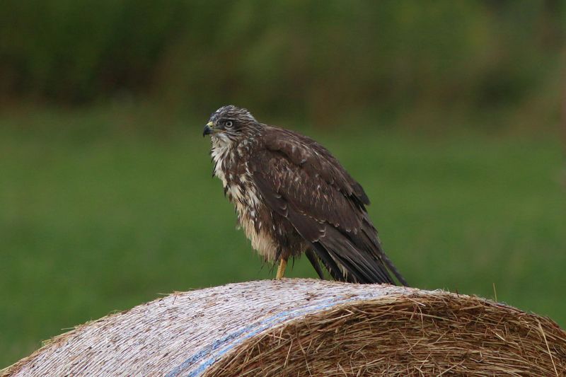 обыкновенный канюк, канюк, сарыч, buteo buteo, common buzzard, buzzard Весь до ниточки промокphoto preview