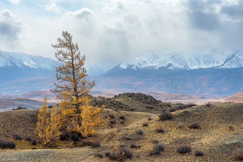 алтай, горный алтай, природа, осень, золотая осень, горы, северочуйский хребет Лиственница и Северочуйский хребетphoto preview