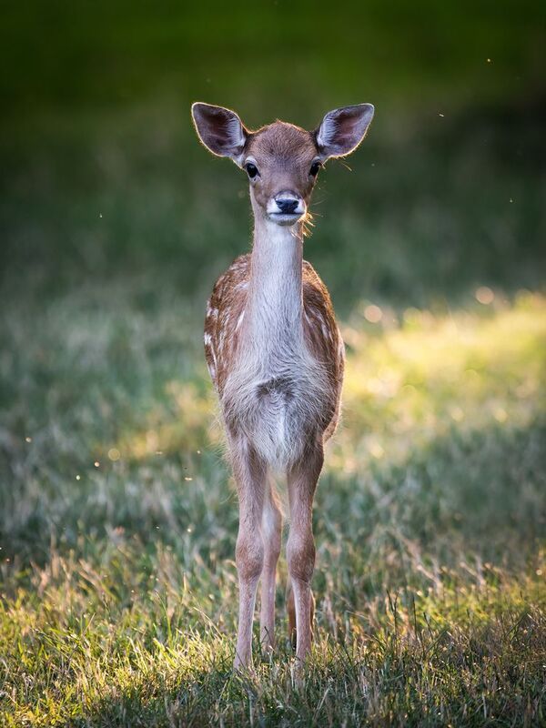 #wildlife Common deerphoto preview