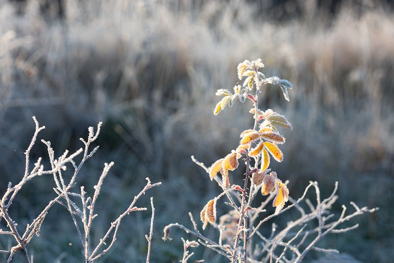 цветы, растения, трава, иней, мороз Волшебство морозного утра фото превью