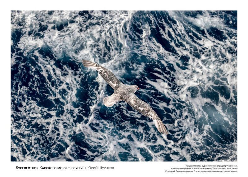 буревестник, арктика Буревестник Карского моря - глупышphoto preview