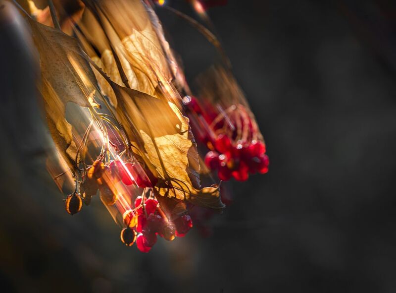 осень, природа, icm Камикадзеphoto preview