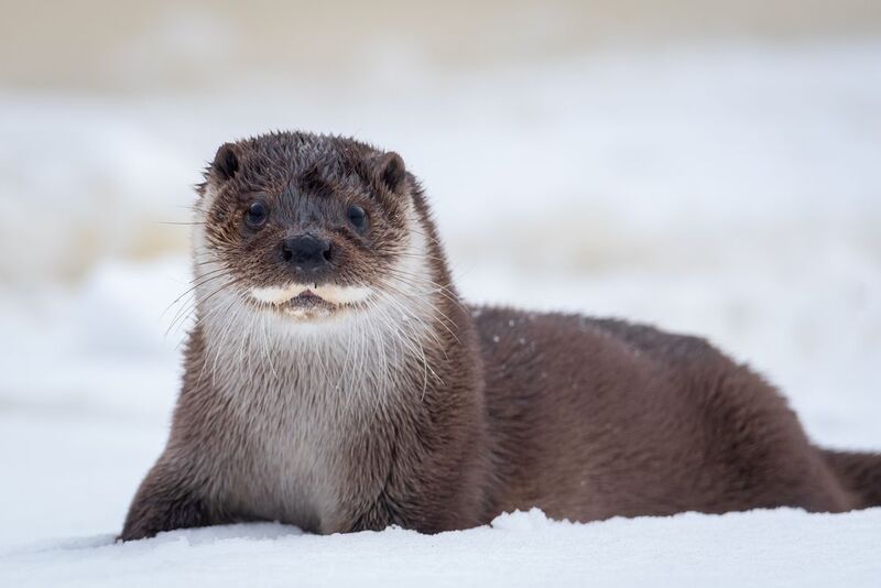 выдра, Беларусь, зима, портрет Давай поиграемphoto preview