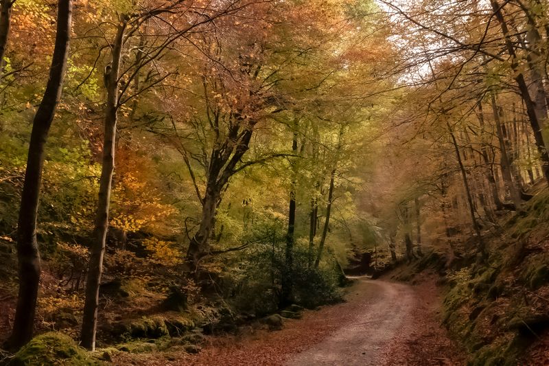 Otoño en Cárdenasphoto preview