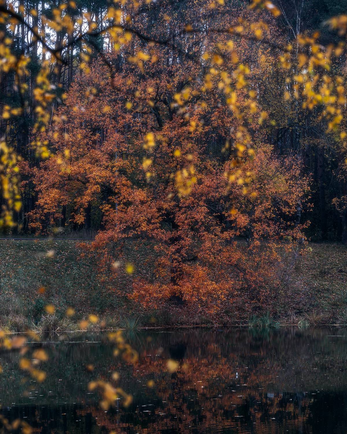природа, пейзаж, осень, дуб, Московская область, осенние листья, Мартыненко Дмитрий