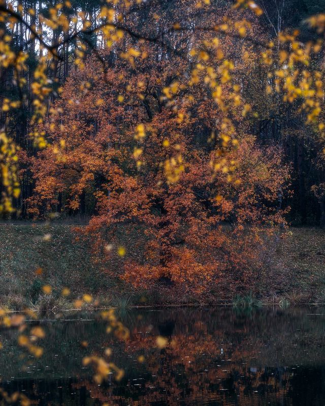 природа, пейзаж, осень, дуб, Московская область, осенние листья Рыжий дубphoto preview