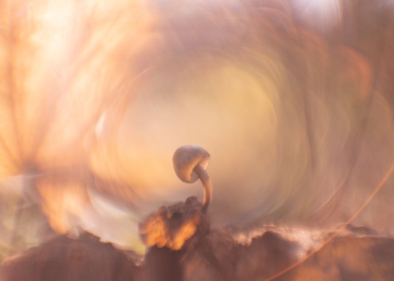 осень, лес, макро, грибы, гелиос Тёплая осеньphoto preview