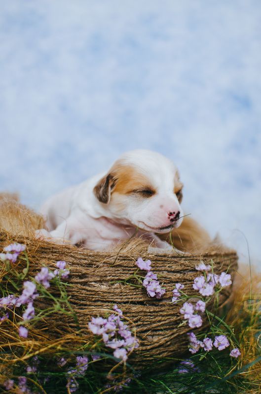 щенки, гнездо,китайская хохлатая, собаки щенокphoto preview