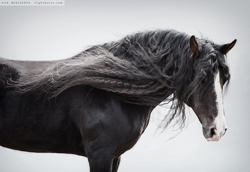 Horse, Mane, Portrait, Vladimir Heavy Draft, Владимирский тяжеловоз, Грива, Лошадь, Портрет Лёлёphoto preview