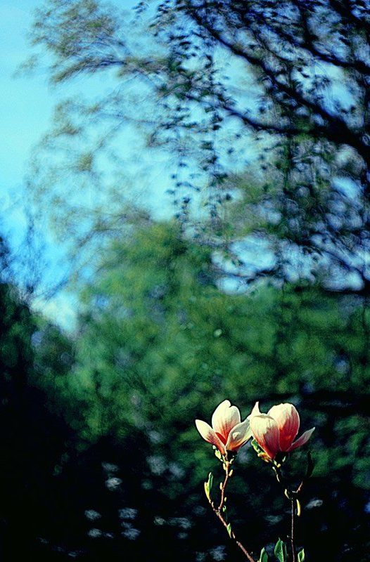 магнолии фото превью