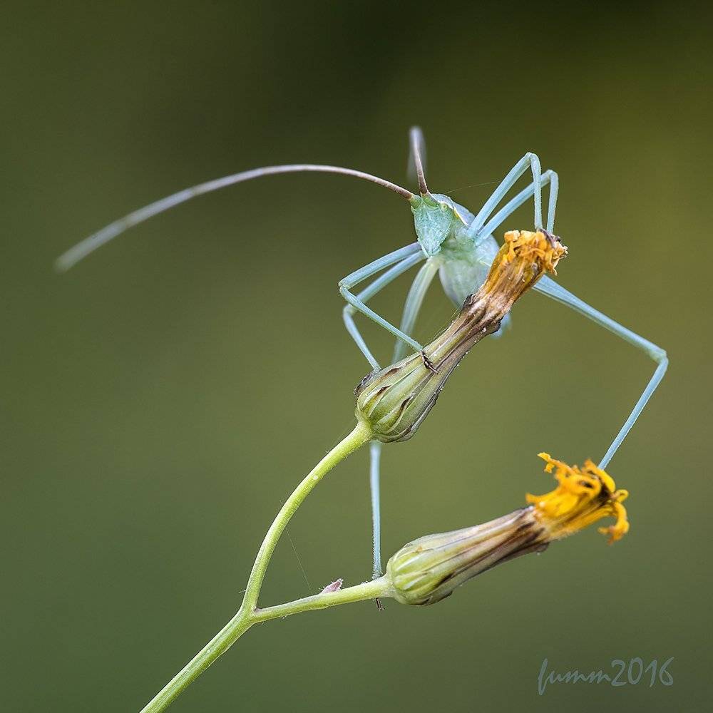 НЕФРИТОВОЕ ЧУДОВИЩЕ.ПЛАСТИНОКРЫЛ.. Автор: Игорь ФУММ , Игорь ФУММ