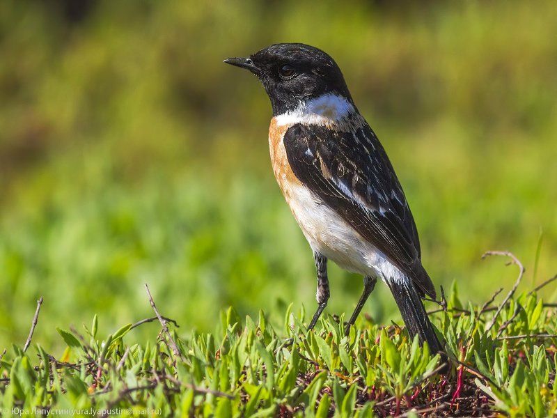чекан, Stonechat.photo preview