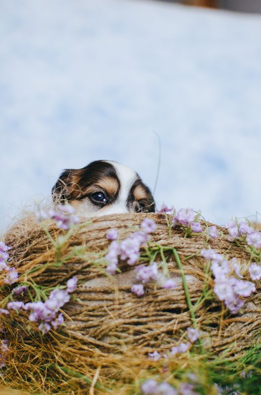 щенки, гнездо,китайская хохлатая, собаки бровкиphoto preview
