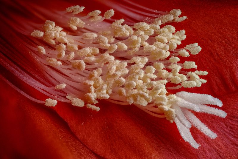 Пыльца Эпифиллумаphoto preview