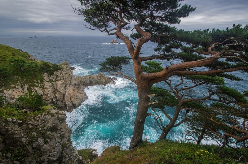 Море, шторм, сосны, скалы, Гамова, Приморский край. На краюphoto preview