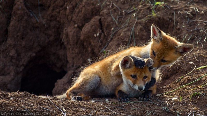 лисы, my-mriya Крымские лисятаphoto preview
