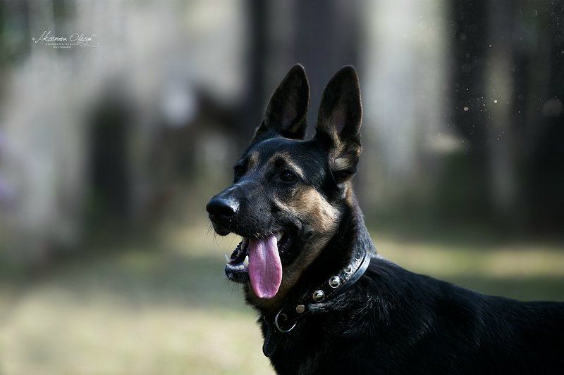 вео, овчарка, восточник Джойphoto preview
