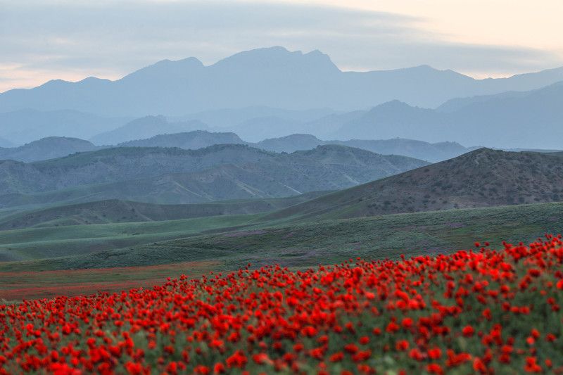 Papaver somniferumphoto preview