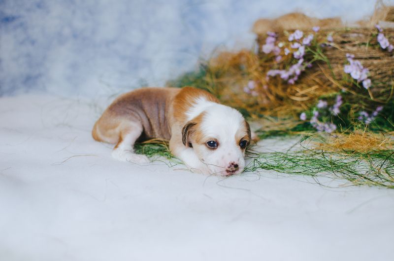 малышphoto preview