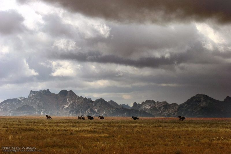 природа, Казахстан, Лошади Аркатphoto preview