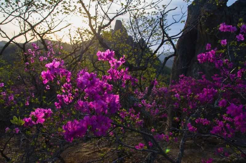Багульник, рододендрон, скалы, рассвет, цветы, Приморский край. Цветение рододендронаphoto preview