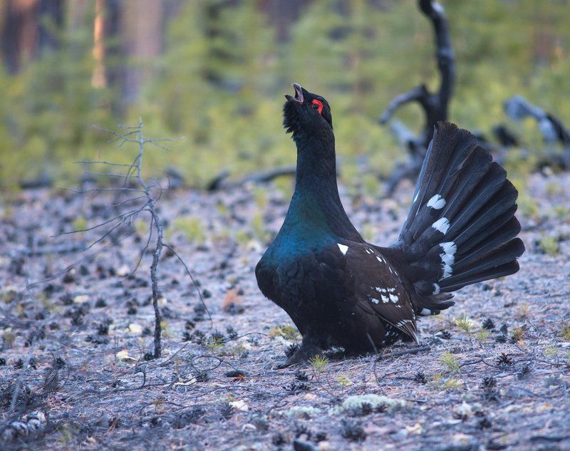 Осторожный сделав шагphoto preview