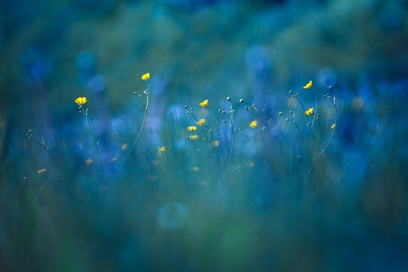 The scent of springphoto preview