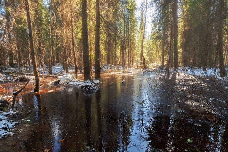 Коми, Лес, Май, Печора, Север Весенний лес маяphoto preview