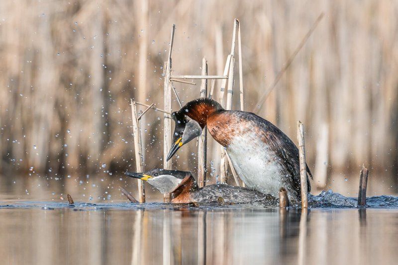 aves, birds, grebes, podiceps, podiceps grisegena, ptaki, red-necked grebe, perkoz rdzawoszyi, birder\'s corner Red-necked Grebe фото превью